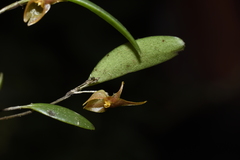 Lepanthopsis apoda