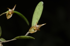 Lepanthopsis apoda