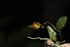 Lepanthopsis apoda