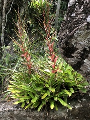 Vriesea philippocoburgi