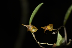Lepanthopsis apoda