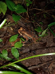 Incilius spiculatus