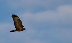 Buteo buteo