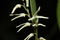 Stelis aurea