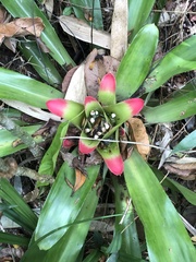 Nidularium innocentii