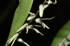 Stelis aurea