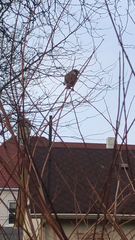 Passer domesticus