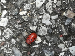 Gonioctena fornicata