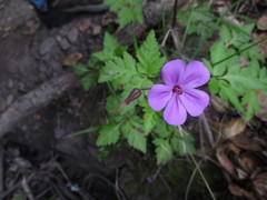 Geranium yeoi