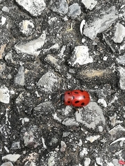Gonioctena fornicata