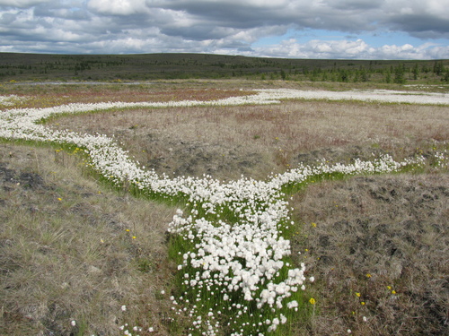 Eriophorum scheuchzeri iNat (2)