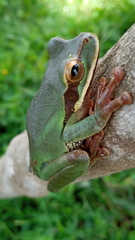 Smilisca cyanosticta