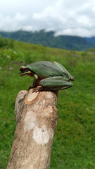 Smilisca cyanosticta