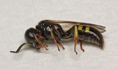 Crossocerus vagabundus