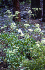 Angelica scabrida