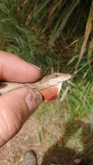 Anolis mariarum