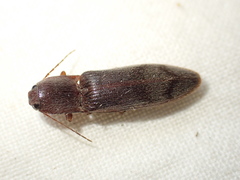 Stenagostus rhombeus