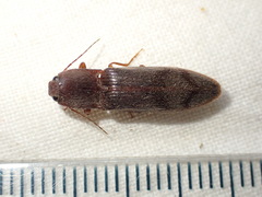 Stenagostus rhombeus