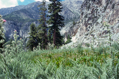 Cirsium eatonii clokeyi