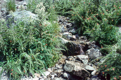 Cirsium eatonii clokeyi