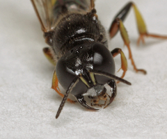 Crossocerus vagabundus