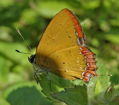 Heliophorus epicles
