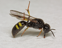 Crossocerus vagabundus