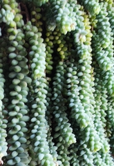 Sedum burrito