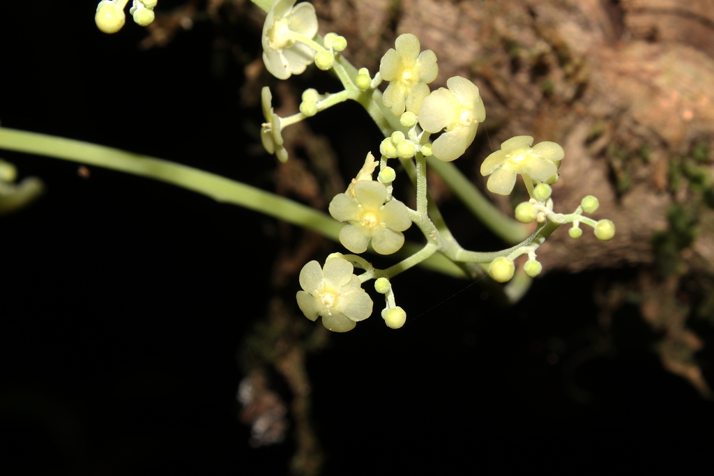 Tontelea