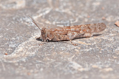 Sphingonotus rubescens