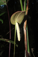 Anthurium macarenense