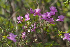 Rhododendron reticulatum