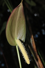 Anthurium macarenense