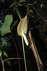 Anthurium macarenense