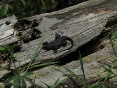 Sceloporus anahuacus