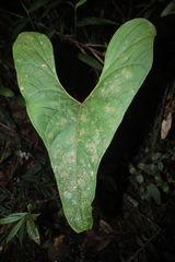 Anthurium macarenense