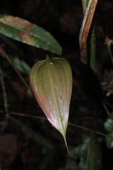 Anthurium macarenense