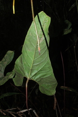 Anthurium macarenense