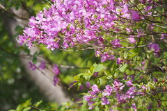 Rhododendron reticulatum
