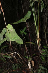 Anthurium macarenense