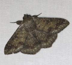 Ericeia sobria