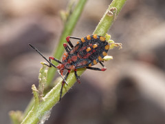 Spartocerini
