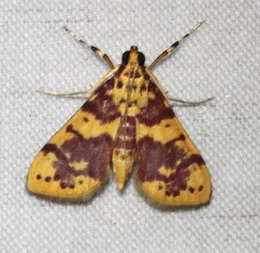 Conogethes haemactalis