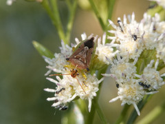 Tylospilus chilensis