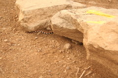 Scolecophis atrocinctus