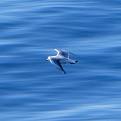 Chroicocephalus ridibundus