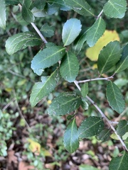 Ilex vomitoria image