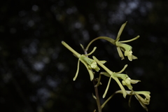 Epidendrum robinson-galindoi