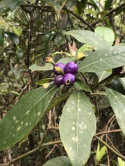 Psychotria laciniata