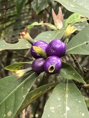Psychotria laciniata